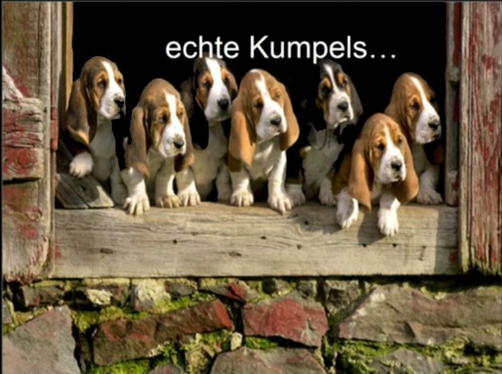 hunde-2.jpg