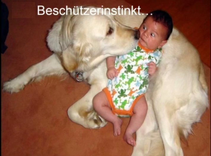 hunde-3.jpg